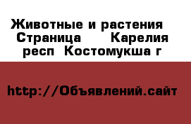  Животные и растения - Страница 11 . Карелия респ.,Костомукша г.